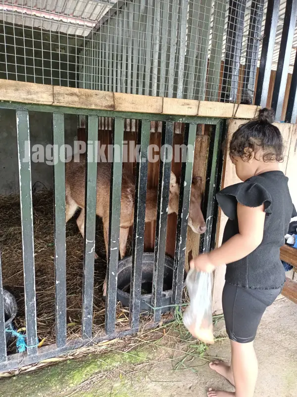 "Musawa Royal Stables" Paket Berkuda Murah 50Ribu Dapat Semua Musawa Royal Stables memberi makan rusa